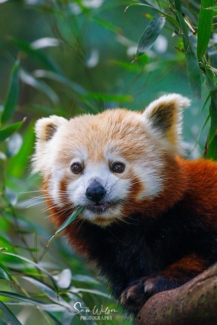 A red panda is photographed sitting on a tree branch.