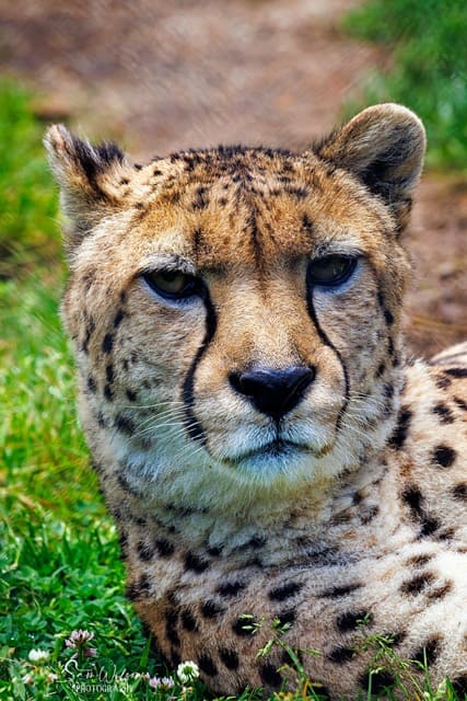 Photography ideas: Capturing a cheetah resting gracefully in the grass.