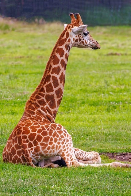 Photography ideas: A giraffe lounging in the grass.