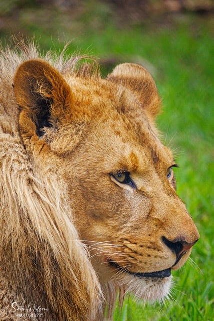 Photography idea: Close up of a lion in the grass.