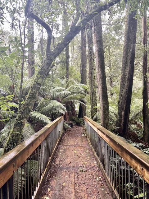 A scenic wooden bridge nestled in a serene forest.