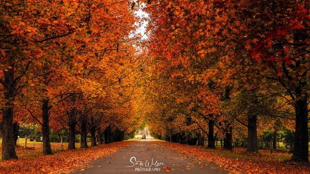 A road lined with trees in autumn.
