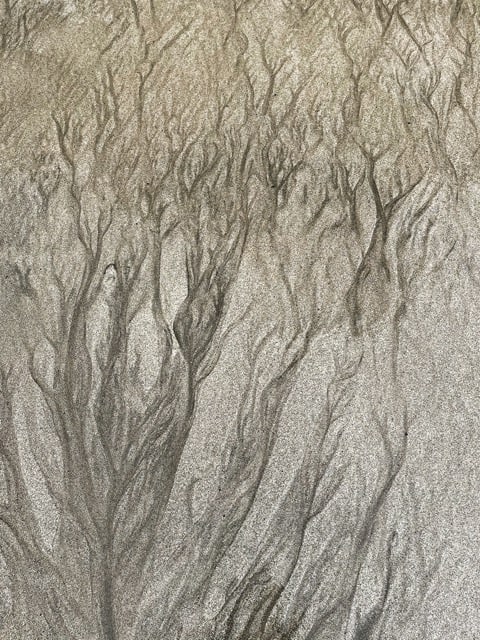A photograph capturing a tree drawn in the sand.