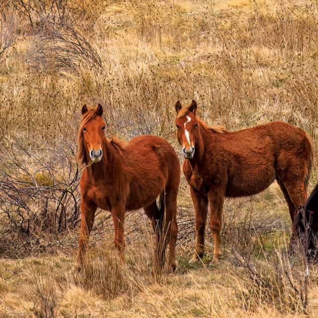 Three horses standing in a field of dry grass with snowy mountains in the background.