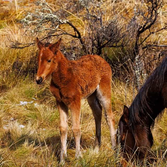 A foal standing in the grass.