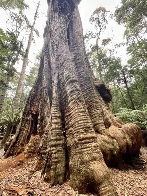 A large tree trunk in the middle of a forest in North West Tasmania.
