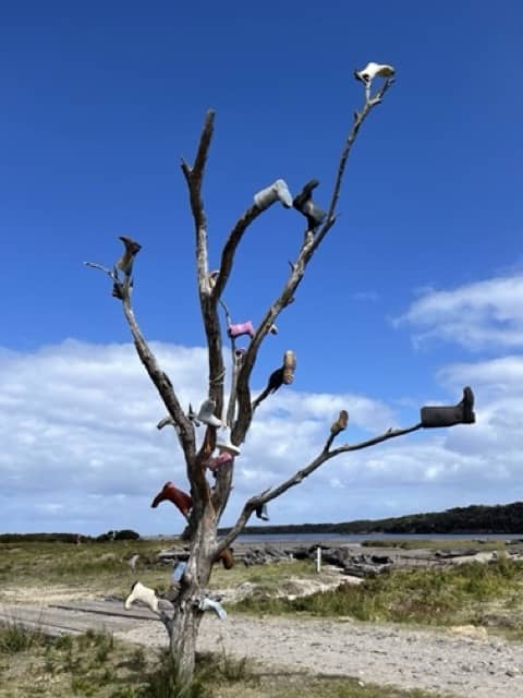 A tree with shoes on top of it in North West Tasmania.