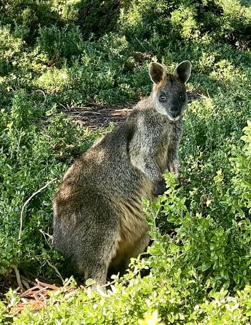 A kangaroo is standing in the bushes along the Great Ocean Road.