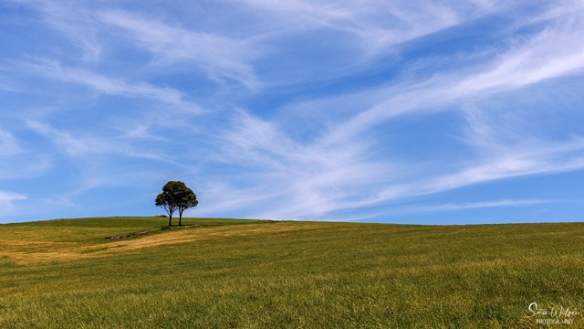A solo road tripper discovers a lone tree on top of a grassy hill.
