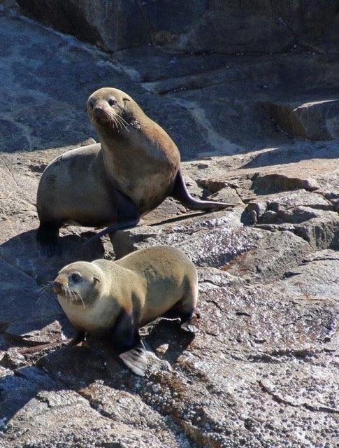 Two sea lions standing on a rock during solo travel.