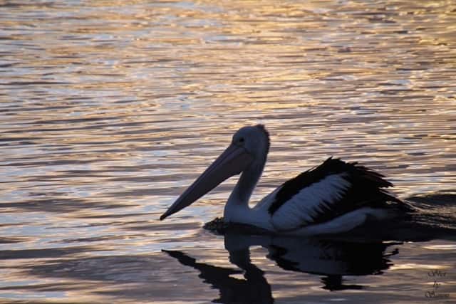 A pelican swimming in the water at sunset, wish I knew.