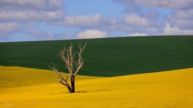 dead tree in layers of canola and wheat field in background
