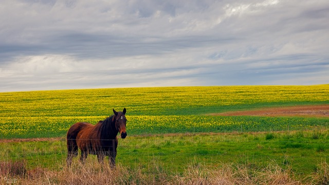 horse in canola field