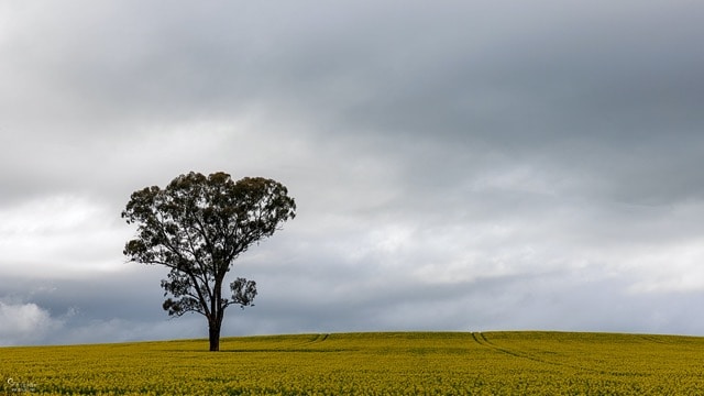 lone tree in canola with stormy sky in background
