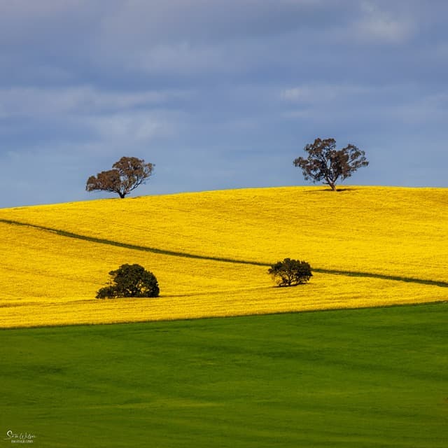 layers of green fields, canola fields with trees and moody blue sky
