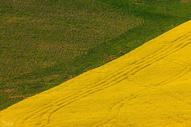 diagonal abstract image showing yellow canola and green field