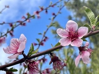 Peach blossoms against a blue sky.