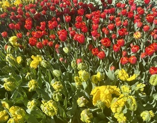 A field of red, yellow and green tulips amidst canola fields.