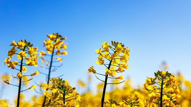 close up of canola flowers