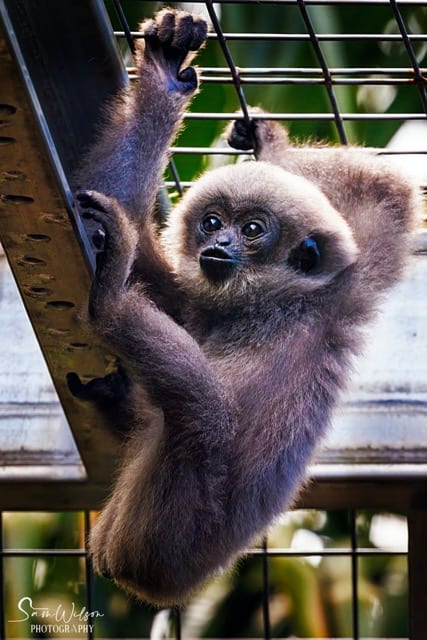 A baby gibbon hanging from a metal railing, exhibiting post travel blues.