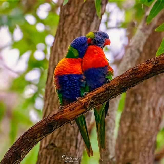 Two vibrant parrots perched on a tree branch, captured in a lively photography style.