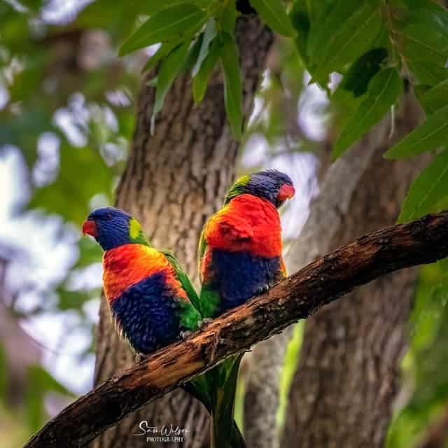 Two vibrant parrots posing in a photography style.