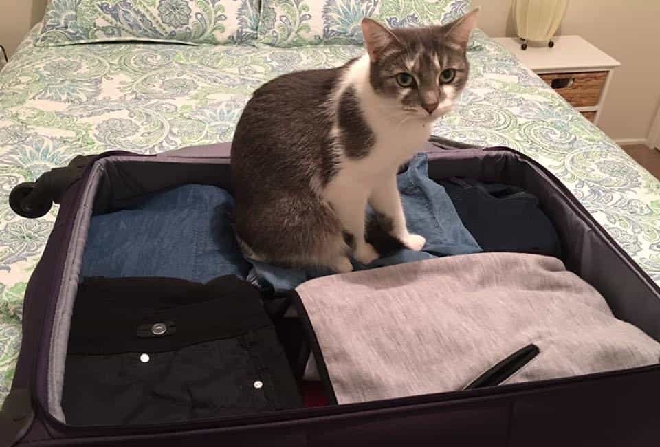 Cat sitting in suitcase - road trip planning - make sure you're pets are sorted