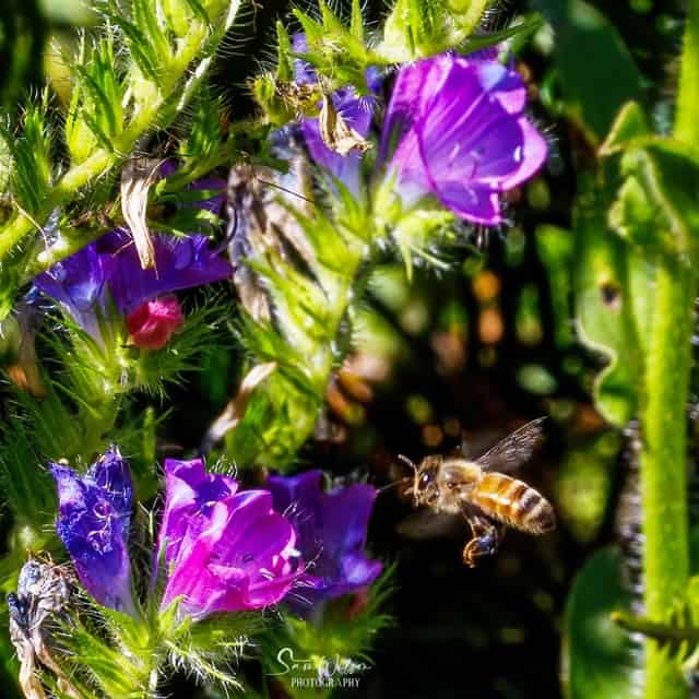 A bee is flying over purple flowers.