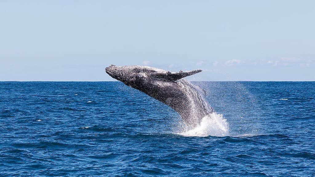 A humpback whale jumping out of the water. Shot in shutter priority mode to ensure a fast shutter speed
