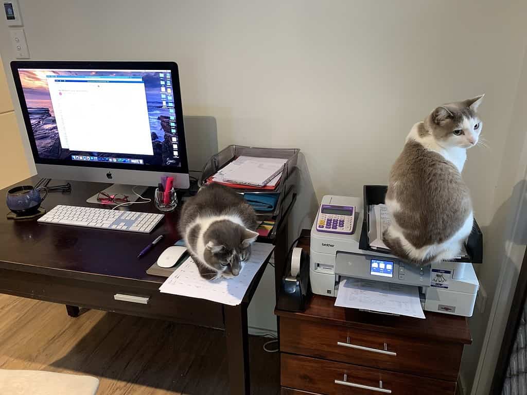 Home office with 2 cats sitting on the desk and printer