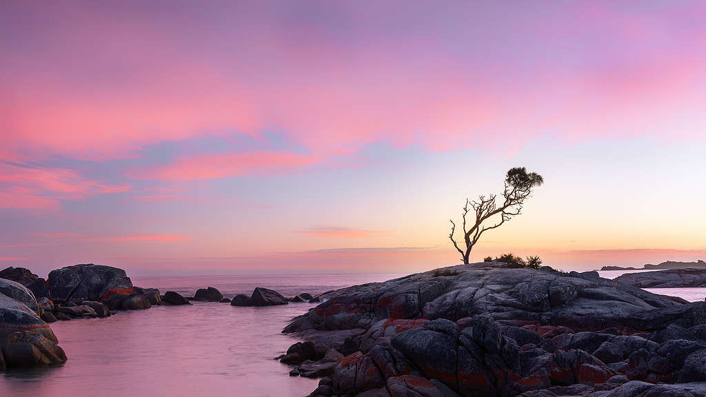 Lone tree at sunrise showing rule of thirds with tree placed on the horizon at the bottom intersection line