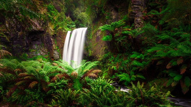 Lush ferns surround a cascading waterfall, creating a vibrant green 'frame within a frame' in this peaceful landscape photograph.