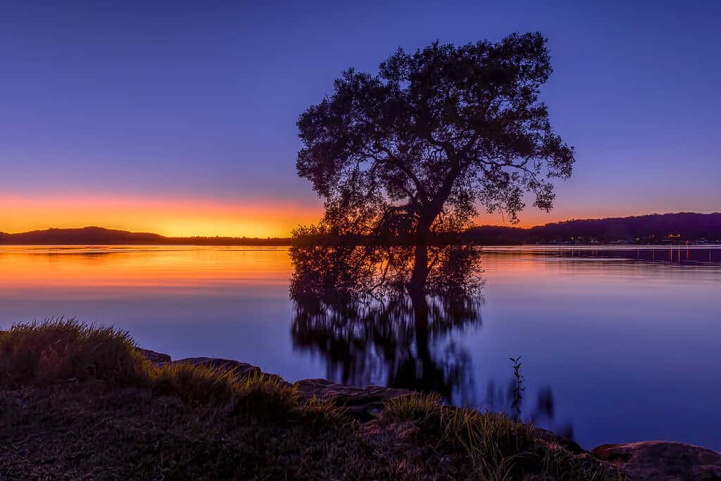 Silhouette of a solitary tree standing before a tranquil lake under a vivid orange and blue early morning before first light, with the calm water reflecting the tree's outline. Location - woy woy, NSW, Australia
