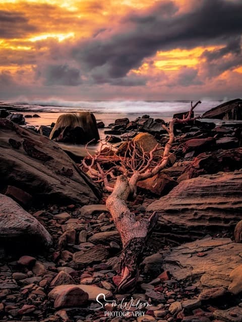 Striking coastal scene with an uprooted tree lying across rocks, under a dramatic sky of orange and purple clouds at sunrise
