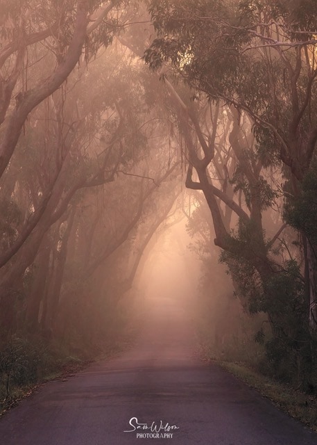A tranquil, narrow road winds through a forest shrouded in autumn mist, with tall eucalyptus trees forming a ghostly archway in the soft, diffused light.