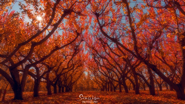 A vibrant autumn orchard with rows of trees whose leaves are a fiery palette of red, orange, and yellow. Sunlight filters through the branches, creating a warm, glowing effect.