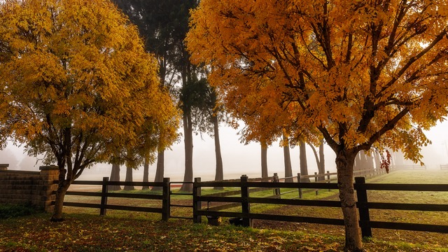 A peaceful and misty autumn scene with golden-yellow trees lining a wooden fence, with fog obscuring the background, adding a mysterious touch to the landscape.
