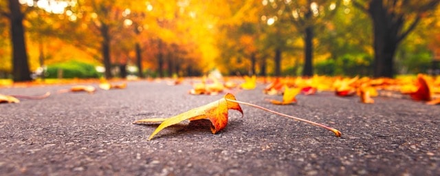 Close-up of a single yellow-orange leaf lying on the gray asphalt, with a blurred background of fallen leaves and trees in an autumn park.