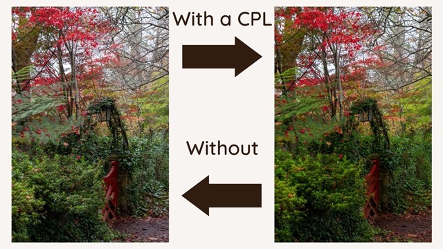 Two side-by-side images of a garden scene with red foliage, demonstrating the difference in color saturation and reflection when using a Circular Polarizer Lens (CPL) filter versus without.