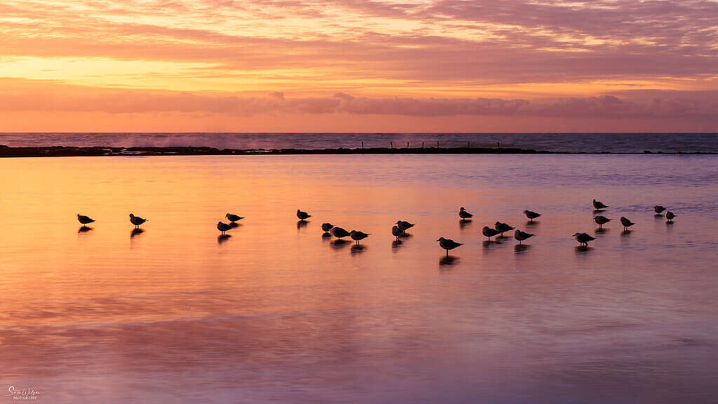 A serene dawn scene with seagulls resting on a calm sea reflecting the vibrant hues of sunrise, demonstrating the use of soft light and cloud reflections in landscape photography
